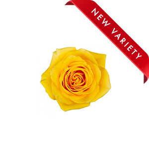 compare product Rose Goldfinch 60/70cm