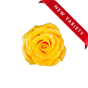 compare product Rose Glitz 50cm