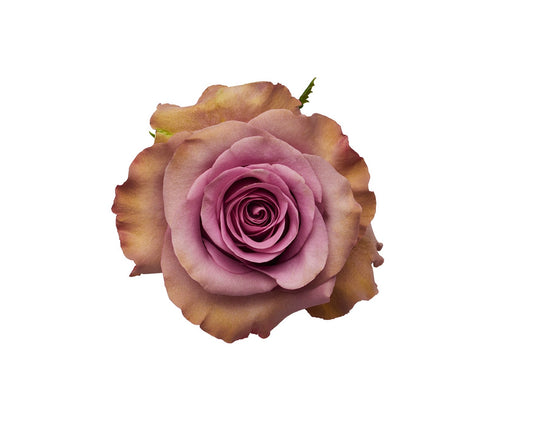 Rose Govinda 50cm