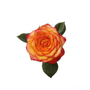 Rose High Magic 60cm