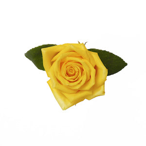 Rose High & Exotic 40cm
