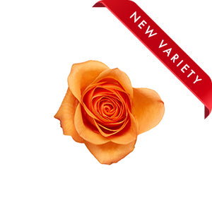 compare product Rose Joy 50cm