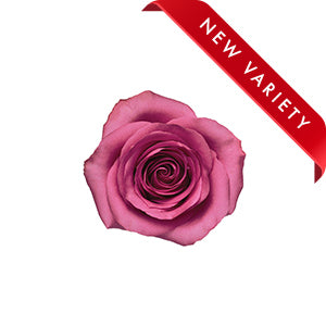 compare product Rose Kendall 40cm