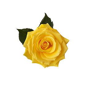compare product Rose Light House 50cm