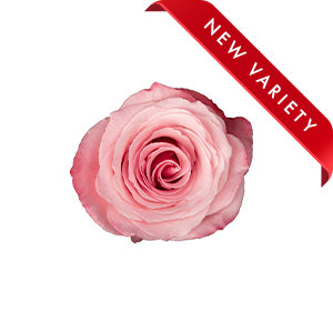 compare product Rose Millenial Pink 60cm