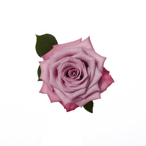 Rose Moody Blues 60cm