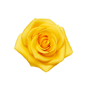 compare product Rose Momentum 40cm