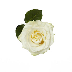 compare product Rose Mondial 60cm