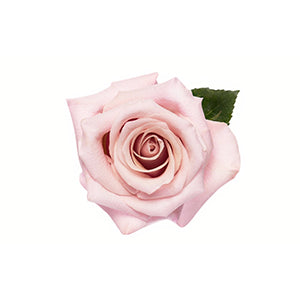 compare product Rose Mother Of Pearl 50cm