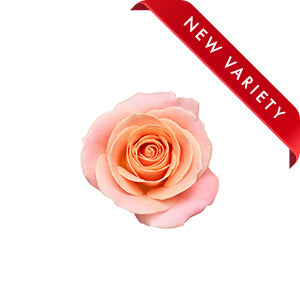 compare product Rose Miss Piggy 40cm