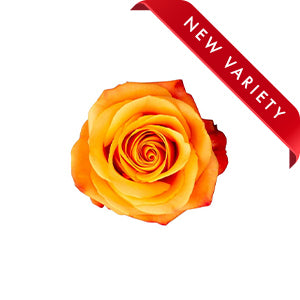 compare product Rose Nexus 50cm