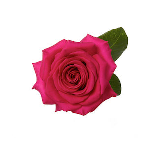 compare product Rose Pink Floyd 50cm