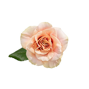 compare product Rose Phoenix 50cm