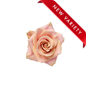 compare product Rose Pink Amaretto 60cm