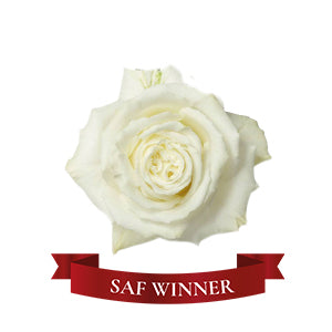 compare product Rose Playa Blanca 60/70cm