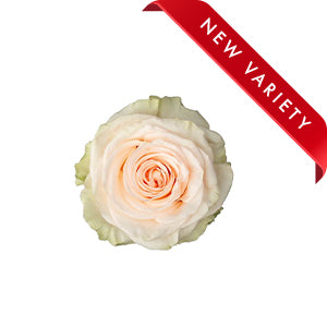 compare product Rose Priority 60cm