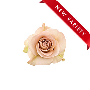 compare product Rose Sensei 60cm