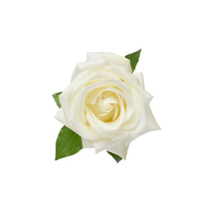compare product Rose Snow Bliss 60cm