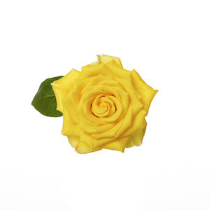 Rose Stardust 50cm