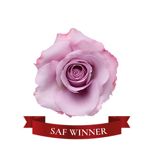 compare product Rose Star Platinum 60cm