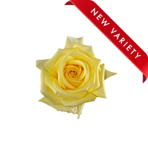 compare product Rose Sunny Days 50cm