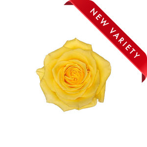 compare product Rose Sunday Morning 50cm