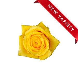 compare product Rose Sunmaster 50cm