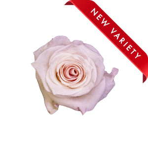 compare product Rose Sweet Bliss 60cm
