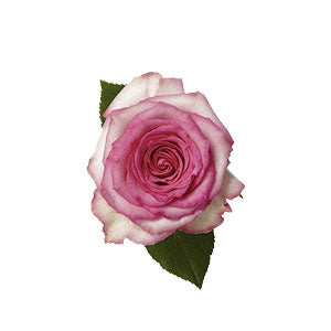 compare product Rose Sweet Unique 40cm