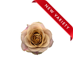 compare product Rose Symbol 50cm