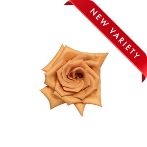 compare product Rose Tierra 60cm