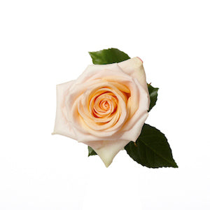 Rose Tiffany 60cm