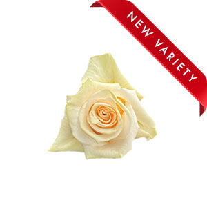 compare product Rose The Pearl 50cm