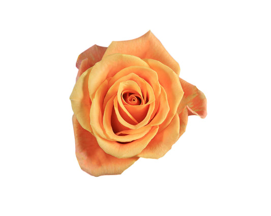 Rose Tropic Crush 60cm