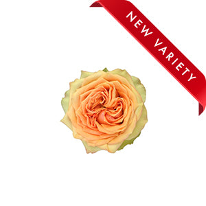 compare product Rose Tropic Versilia 50cm