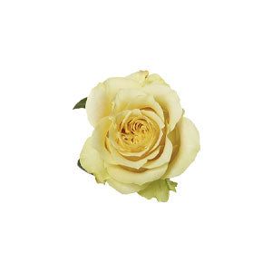 Rose Turtle 50cm
