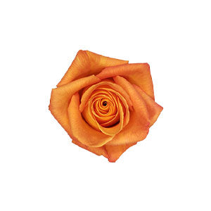 compare product Rose Tycoon 60cm