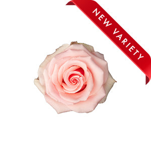 compare product Rose Unforgiven 60cm