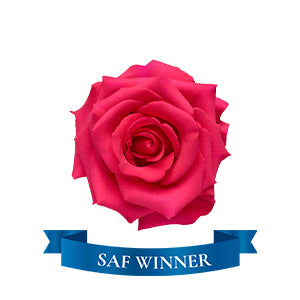 Rose Vipink 50cm