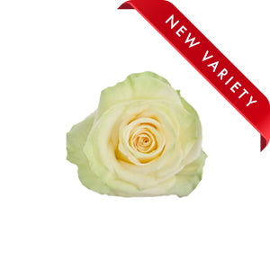 compare product Rose Wedding Dance 50cm