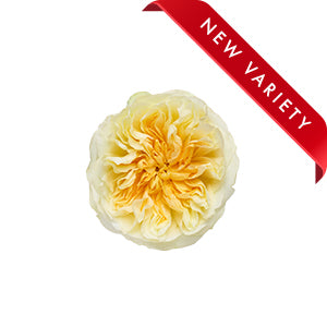 Garden Rose Antonia 50cm
