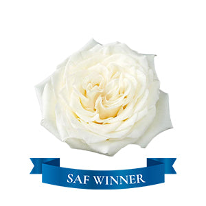 Garden Rose Candlelight 50cm