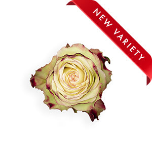 compare product Garden Rose Candy Apple 50cm