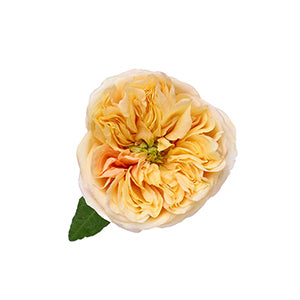 compare product Garden Rose Cream X-Pression 50cm