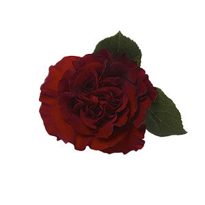 compare product Garden Rose Hearts 50cm