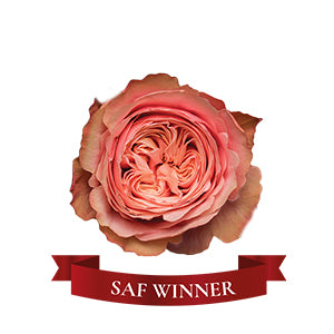 compare product Garden Rose Kahala 60/70cm