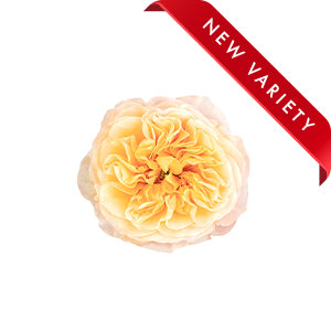 compare product Garden Rose Kings Cross 50cm