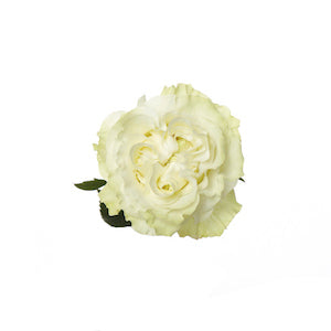 compare product Garden Rose Moonstone 60/70cm