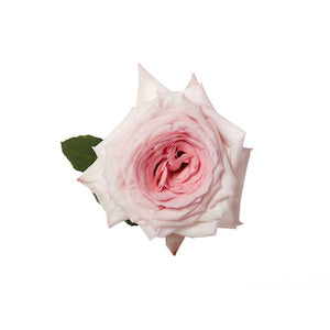compare product Garden Rose Pink Ohara 40cm