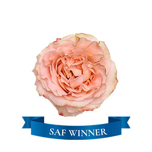 Garden Rose Princess Crown 50cm